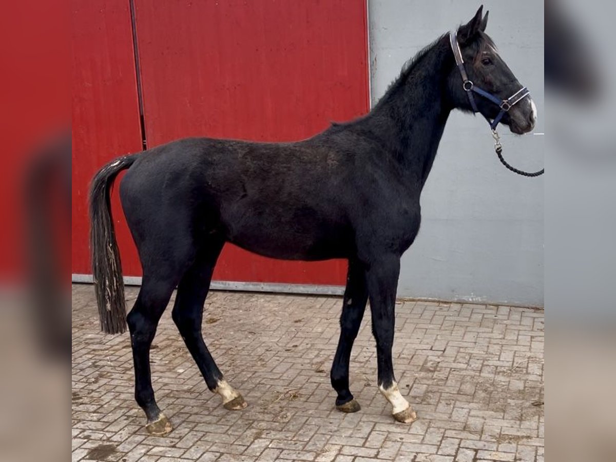 Cheval de sport allemand Hongre 2 Ans 166 cm Gris in Penig