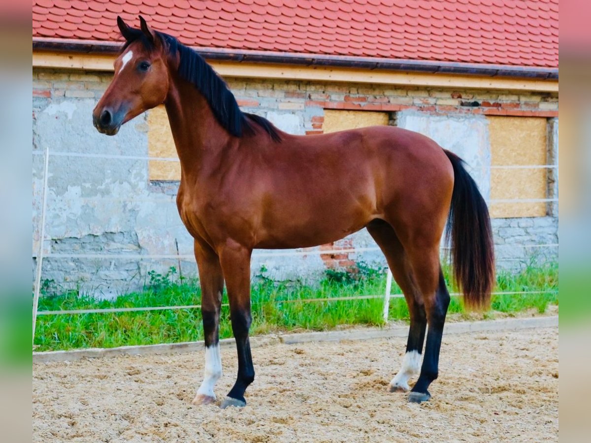 Cheval de sport allemand Hongre 2 Ans 172 cm Bai in Weichering