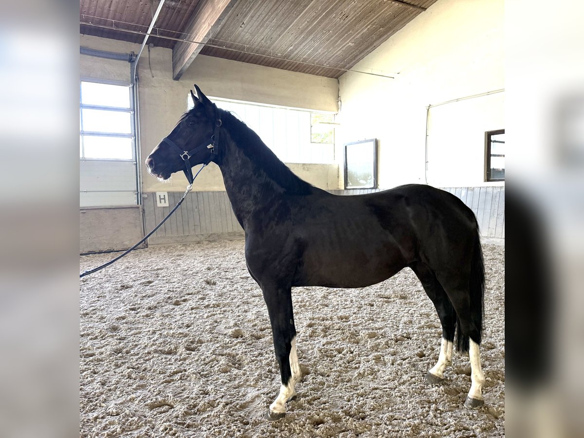 Cheval de sport allemand Hongre 3 Ans 156 cm Noir in Wallersdorf