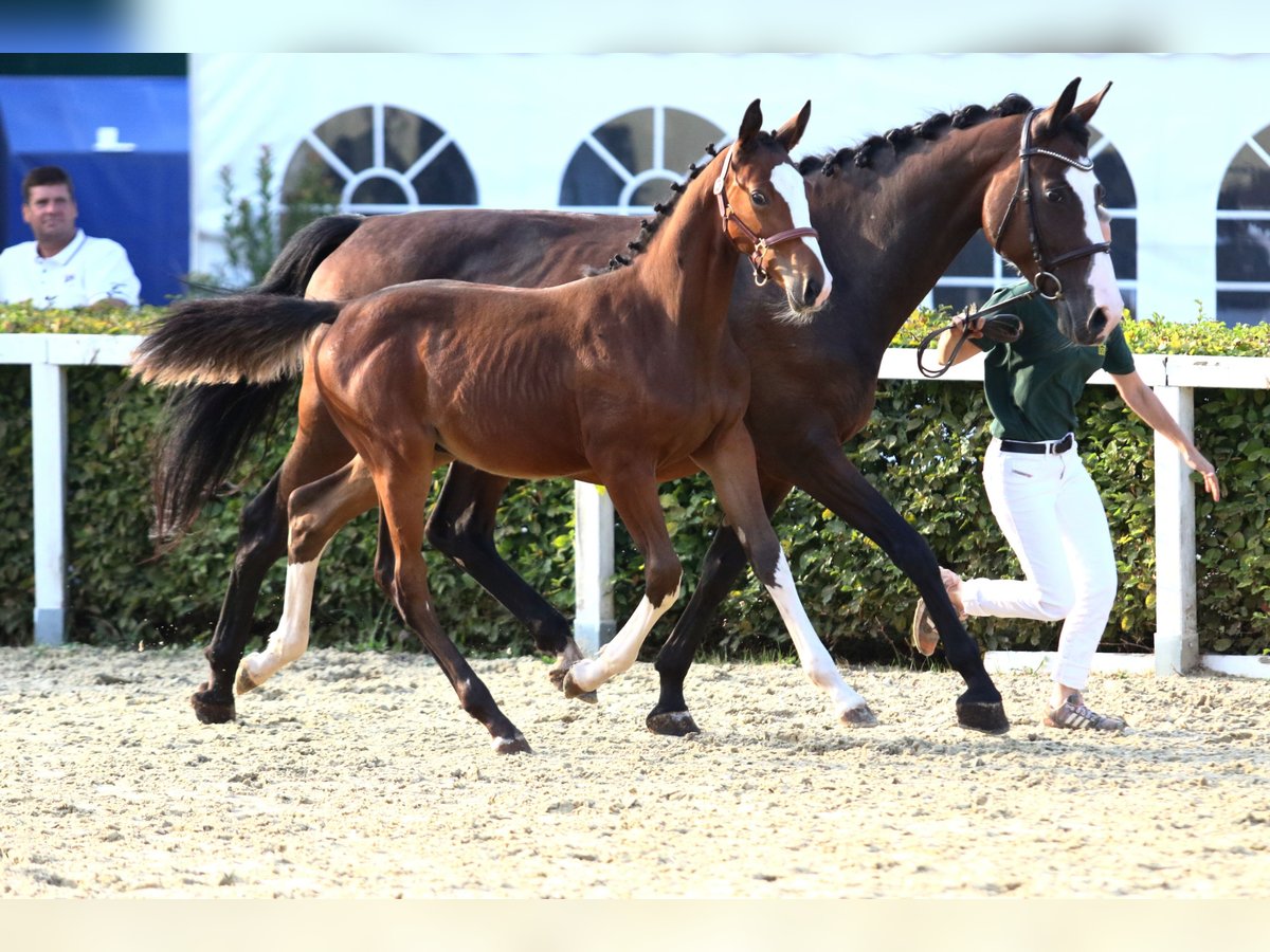 Cheval de sport allemand Hongre 3 Ans 160 cm Bai brun in Lebach