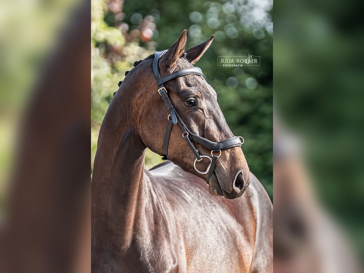 Cheval de sport allemand Hongre 3 Ans 164 cm Bai brun in Stadland