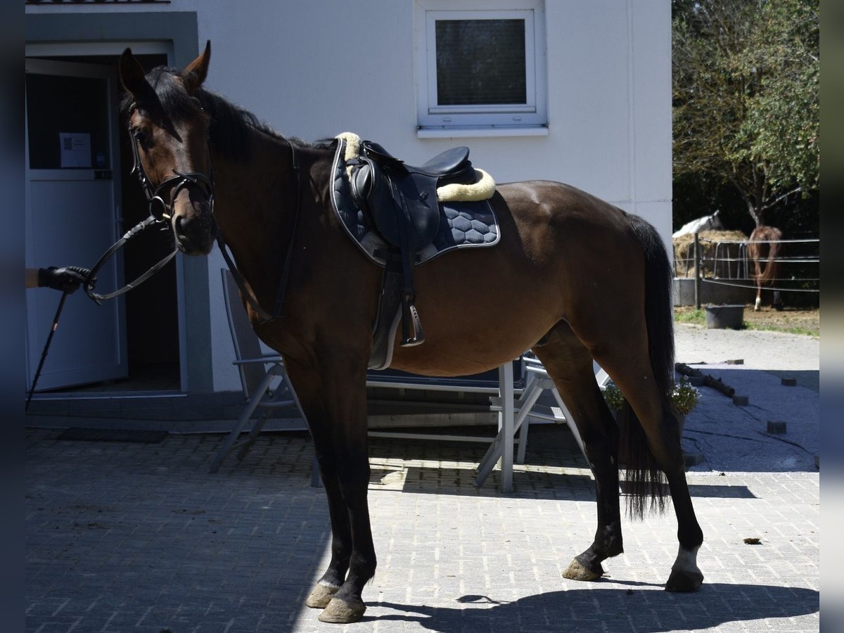 Cheval de sport allemand Hongre 3 Ans 165 cm Bai in Osburg