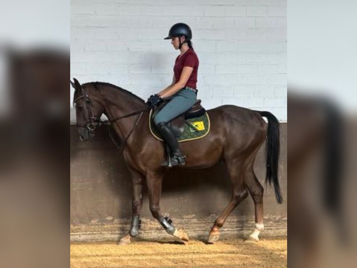 Cheval de sport allemand Hongre 3 Ans 167 cm Alezan brûlé in KarlsfeldKarlsfeld