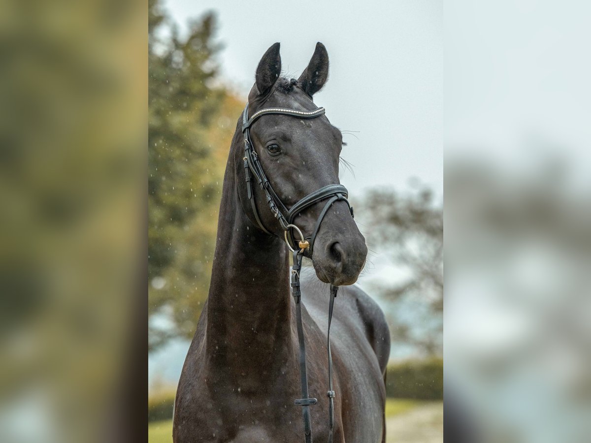 Cheval de sport allemand Hongre 3 Ans 168 cm Bai brun foncé in Gomadingen