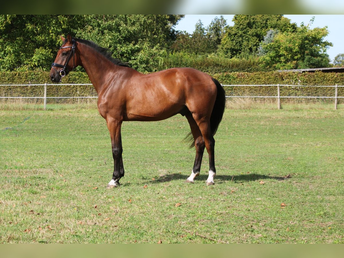 Cheval de sport allemand Hongre 3 Ans 168 cm Bai in Weiterstadt
