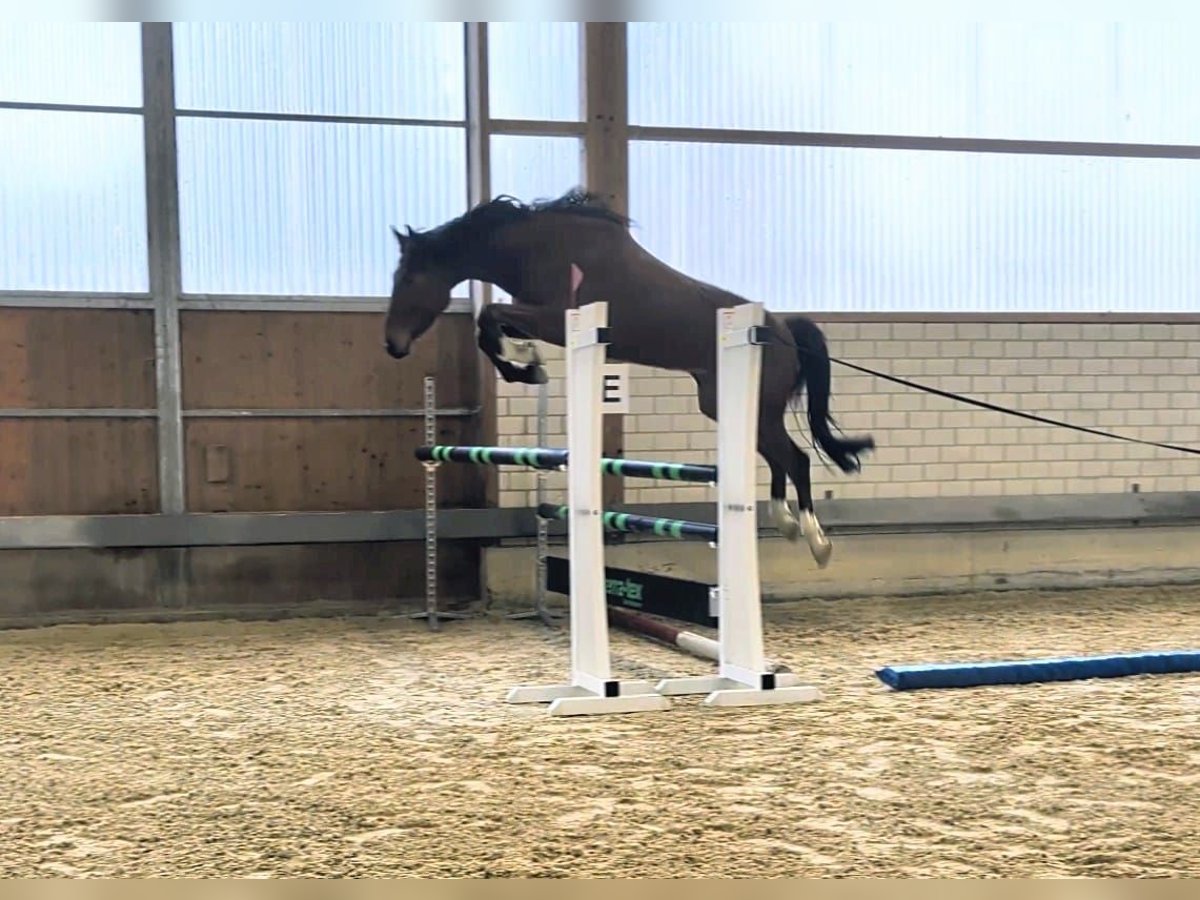 Cheval de sport allemand Hongre 3 Ans 168 cm Bai in Gerstetten