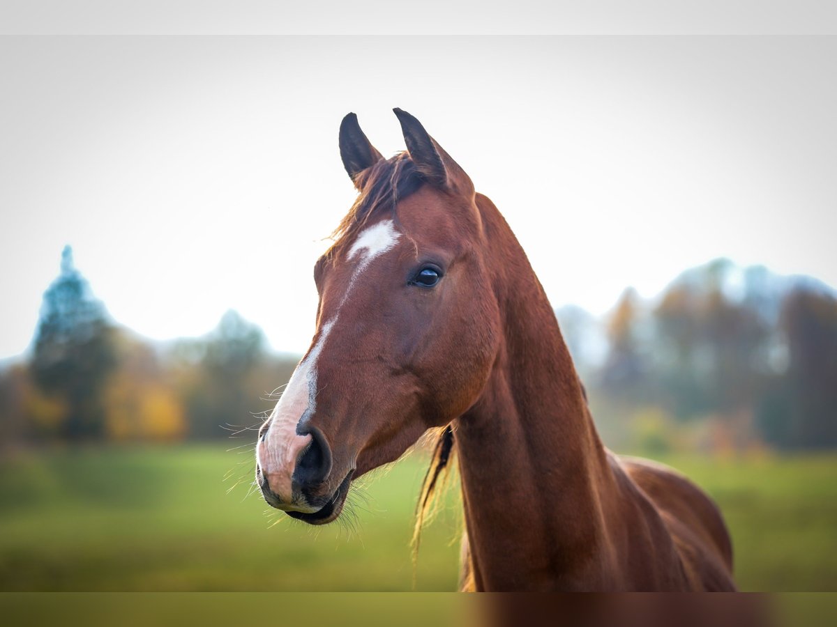 Cheval de sport allemand Hongre 3 Ans 169 cm Bai in Hüttenrode