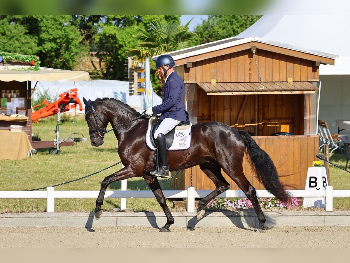 Cheval de sport allemand Hongre 3 Ans 169 cm Noir in Sch&#xF6;nfeldPriestewitz