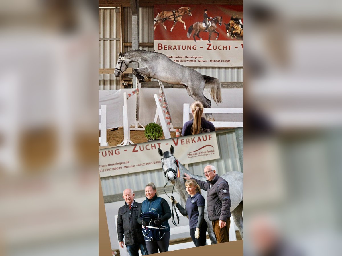 Cheval de sport allemand Hongre 3 Ans 170 cm Gris pommelé in Gotha Cheval de sport allemand Hongre 3 Ans 170 cm Gris pommelé in Gotha