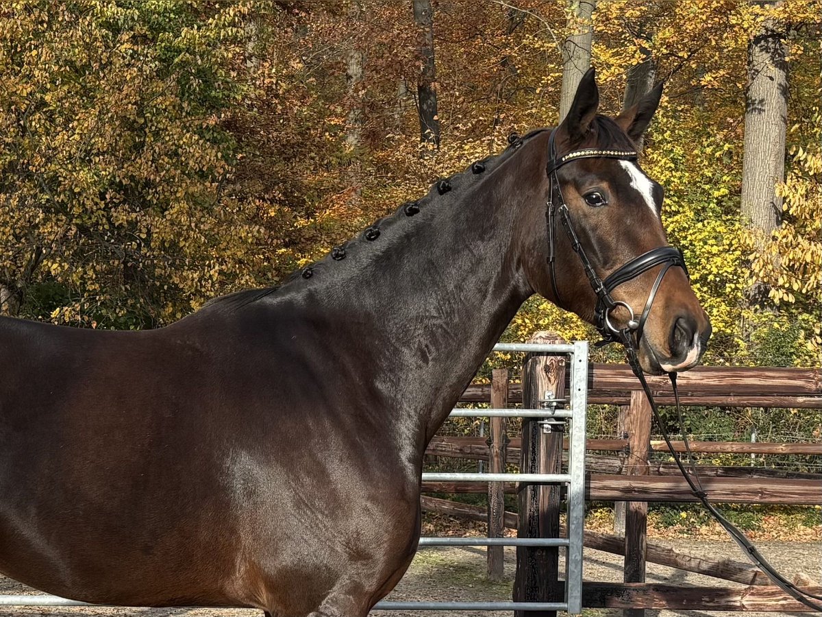 Cheval de sport allemand Hongre 3 Ans 175 cm Bai brun foncé in Darmstadt