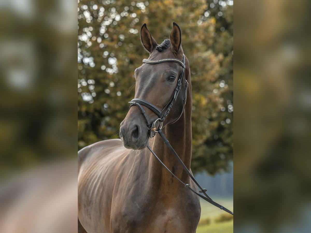 Cheval de sport allemand Hongre 3 Ans 178 cm Bai brun foncé in Gomadingen