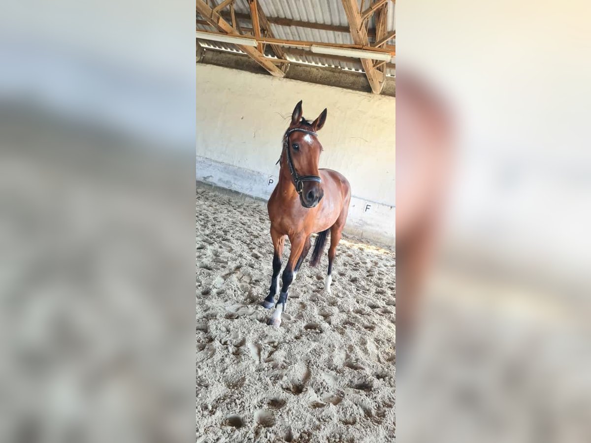 Cheval de sport allemand Hongre 4 Ans 159 cm Bai in Reichenbach/O.L.