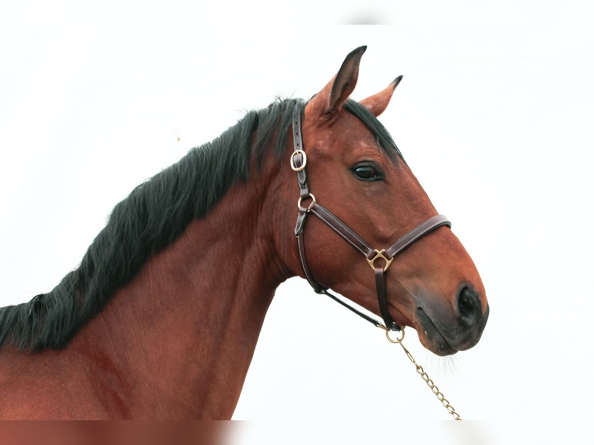 Cheval de sport allemand Hongre 4 Ans 160 cm Bai in Crailsheim
