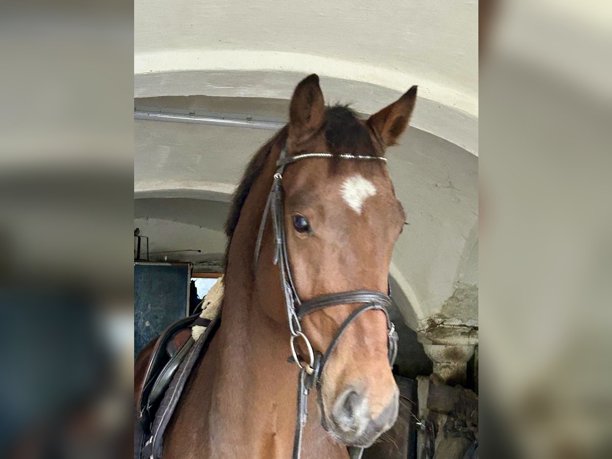 Cheval de sport allemand Hongre 4 Ans 160 cm Bai in Zangberg