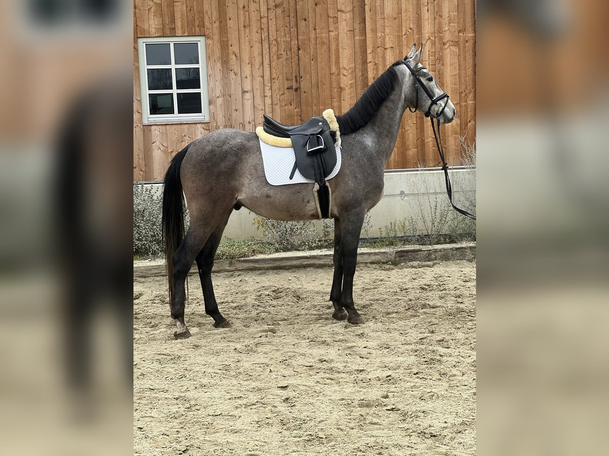 Cheval de sport allemand Hongre 4 Ans 162 cm Gris pommelé in Passail