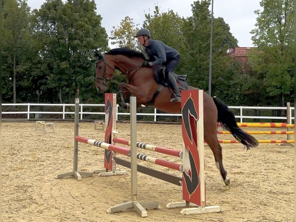 Cheval de sport allemand Hongre 4 Ans 163 cm Bai in Neustadt in Sachsen