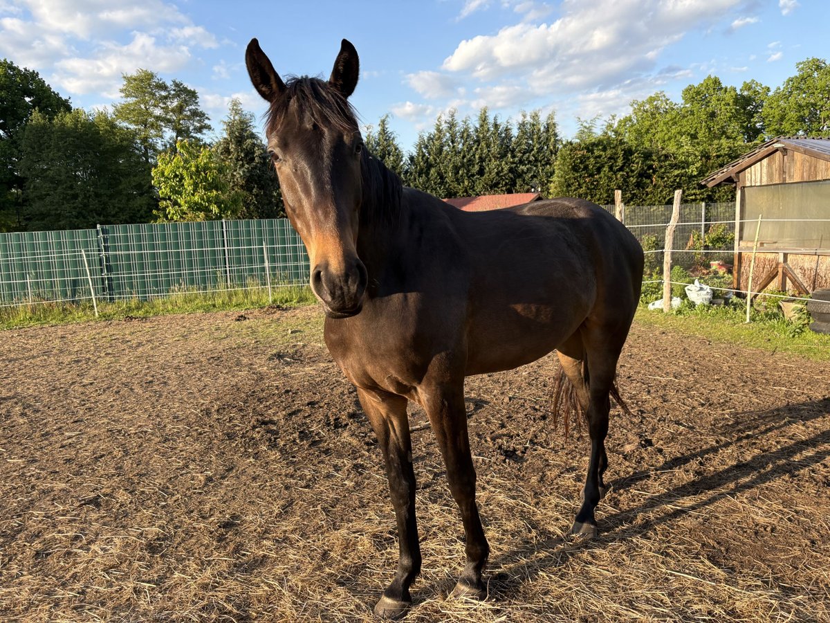 Cheval de sport allemand Hongre 4 Ans 164 cm Bai brun in Kolkwitz