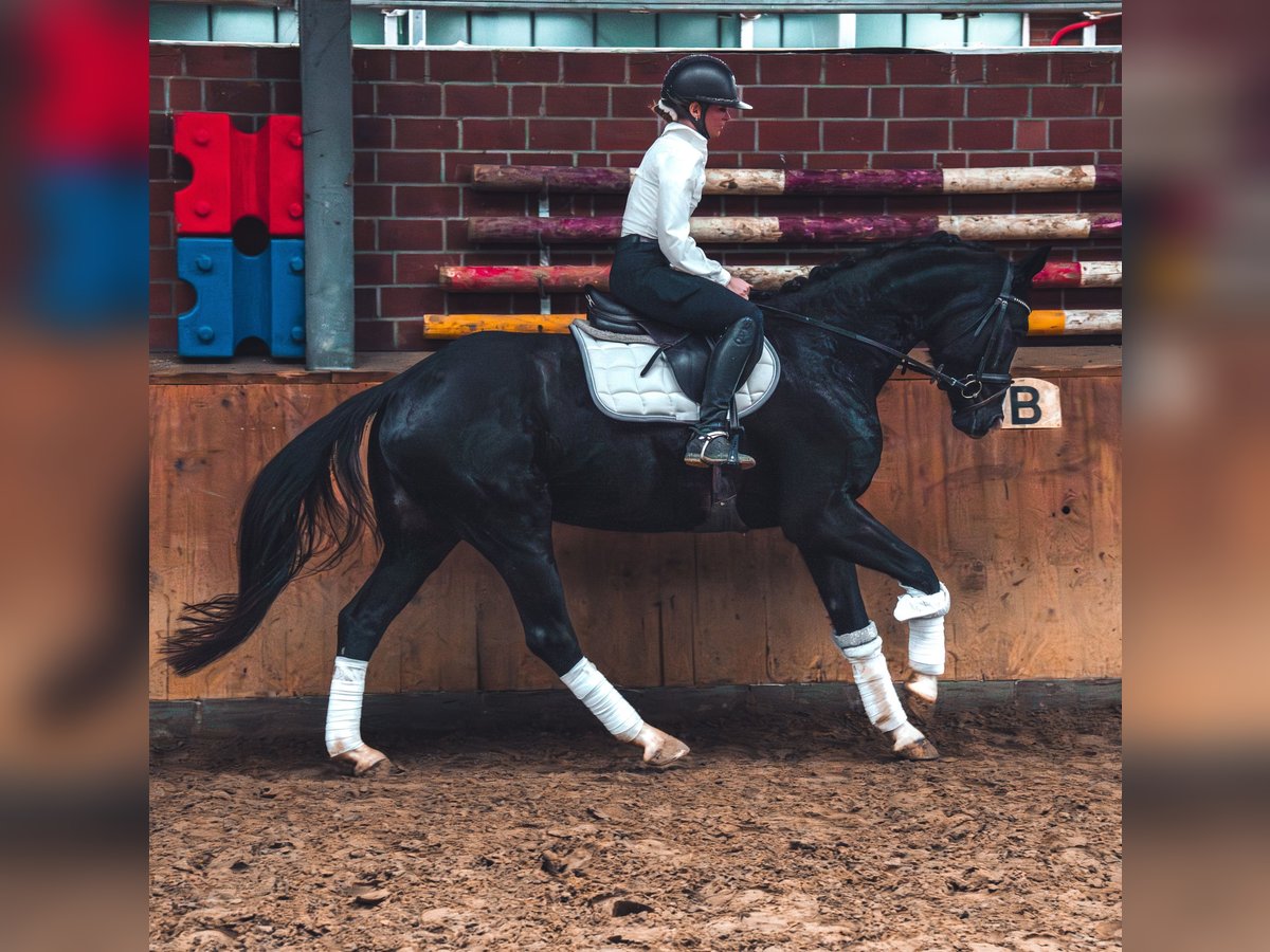 Cheval de sport allemand Hongre 4 Ans 165 cm in Dorsten