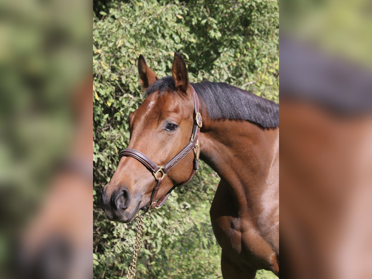 Cheval de sport allemand Hongre 4 Ans 165 cm in Erharting