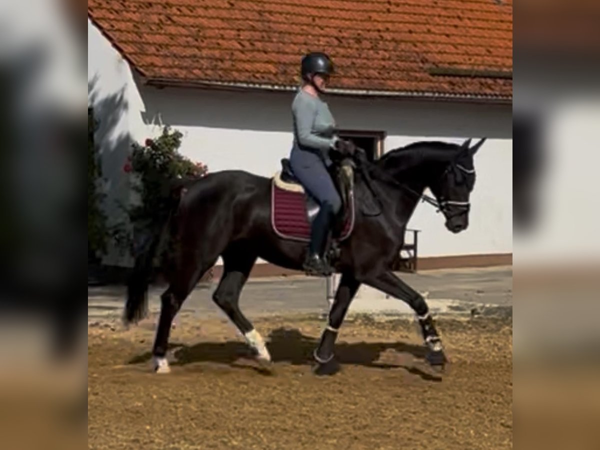 Cheval de sport allemand Hongre 4 Ans 165 cm Noir in Dachau