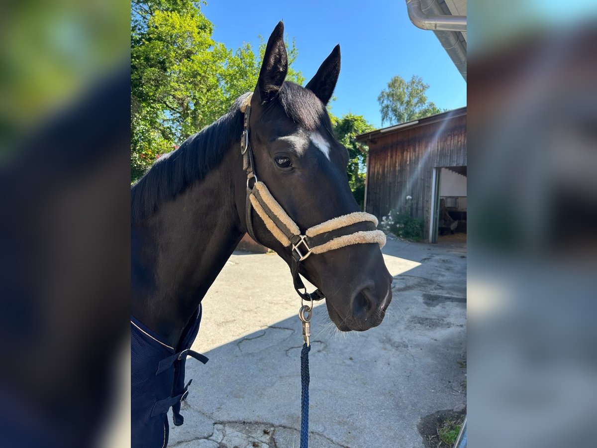 Cheval de sport allemand Hongre 4 Ans 165 cm Noir in Dachau