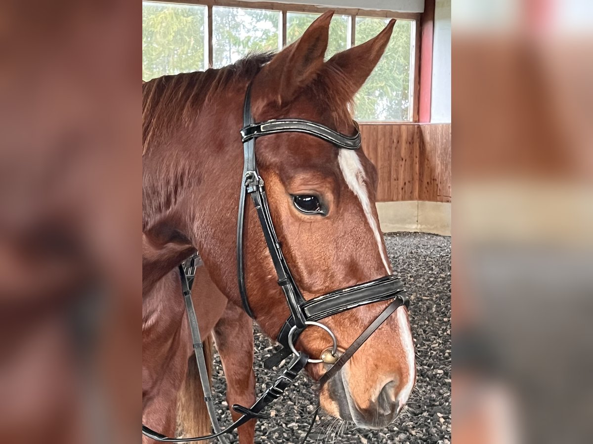 Cheval de sport allemand Hongre 4 Ans 166 cm Alezan brûlé in Neukirchen an der Enknach