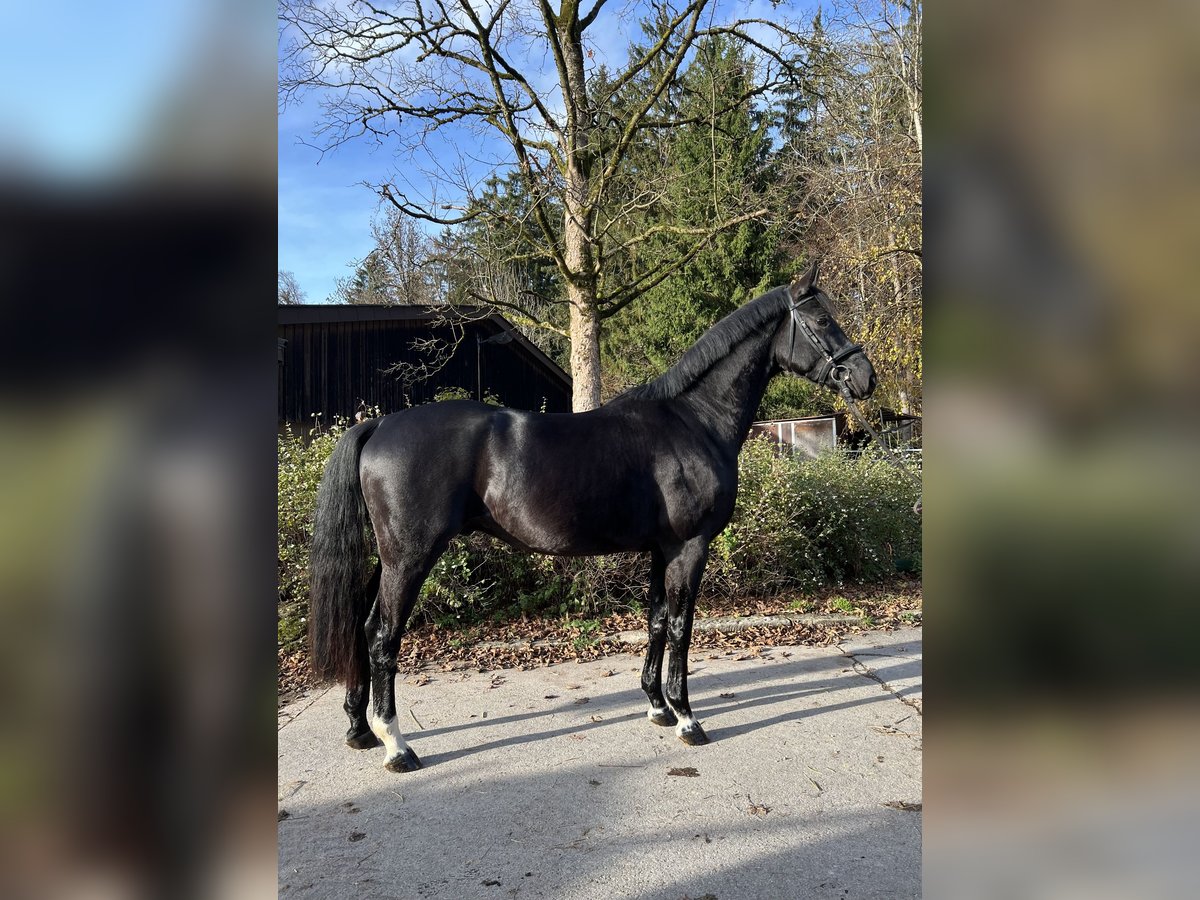 Cheval de sport allemand Hongre 4 Ans 166 cm Noir in Mainhardt