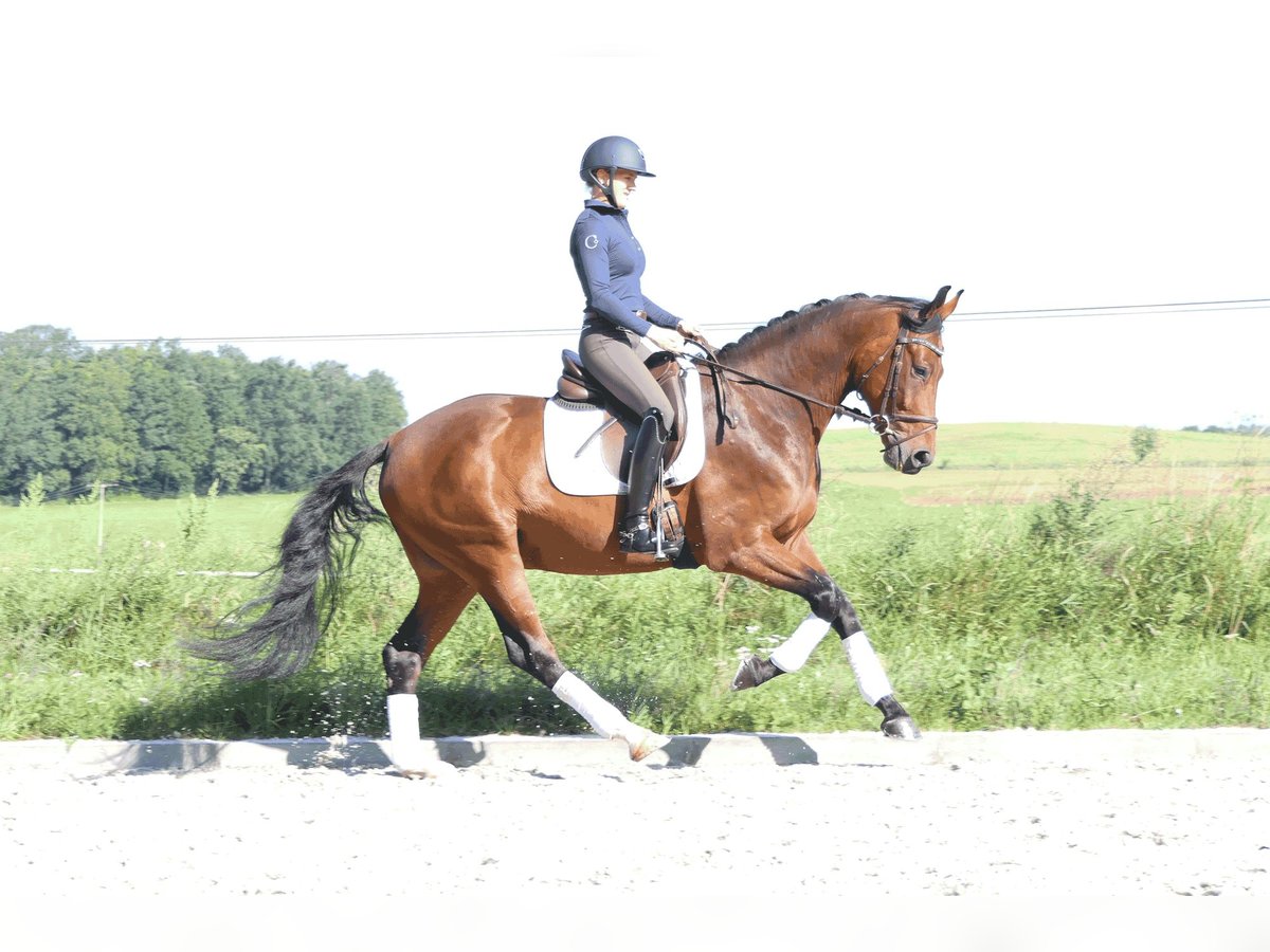 Cheval de sport allemand Hongre 4 Ans 167 cm Bai brun in Moritzburg