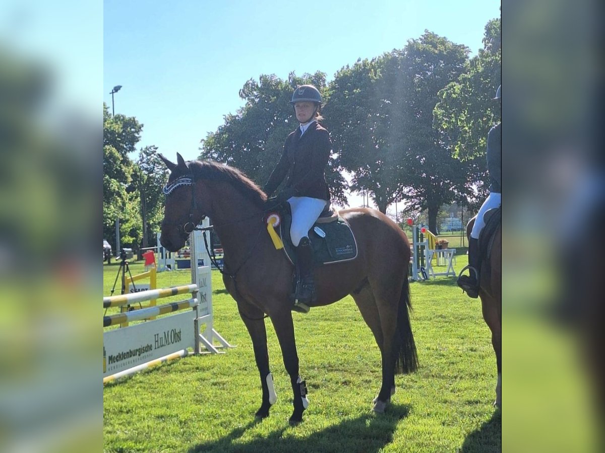 Cheval de sport allemand Hongre 4 Ans 167 cm Bai in Espelkamp