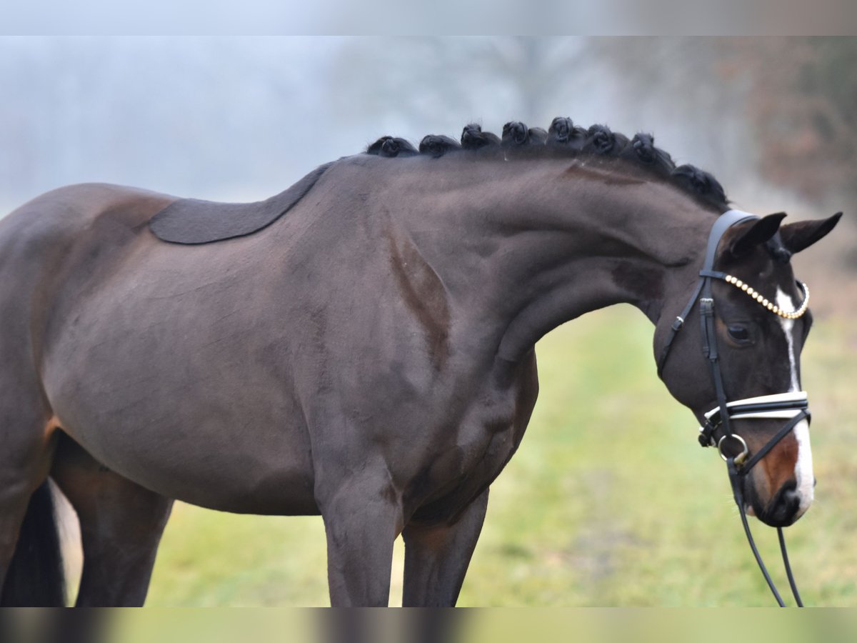 Cheval de sport allemand Hongre 4 Ans 168 cm Bai brun in Klötze