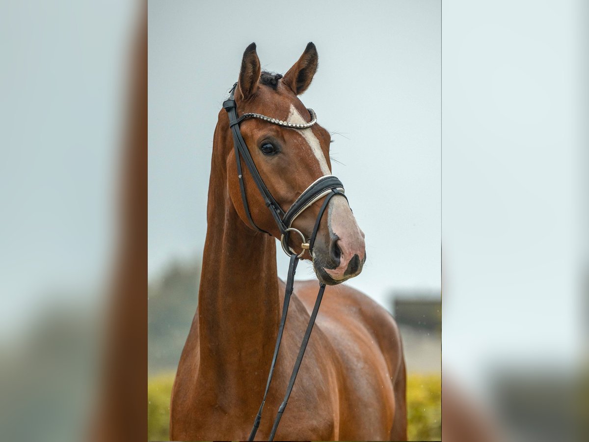 Cheval de sport allemand Hongre 4 Ans 168 cm Bai in Gomadingen