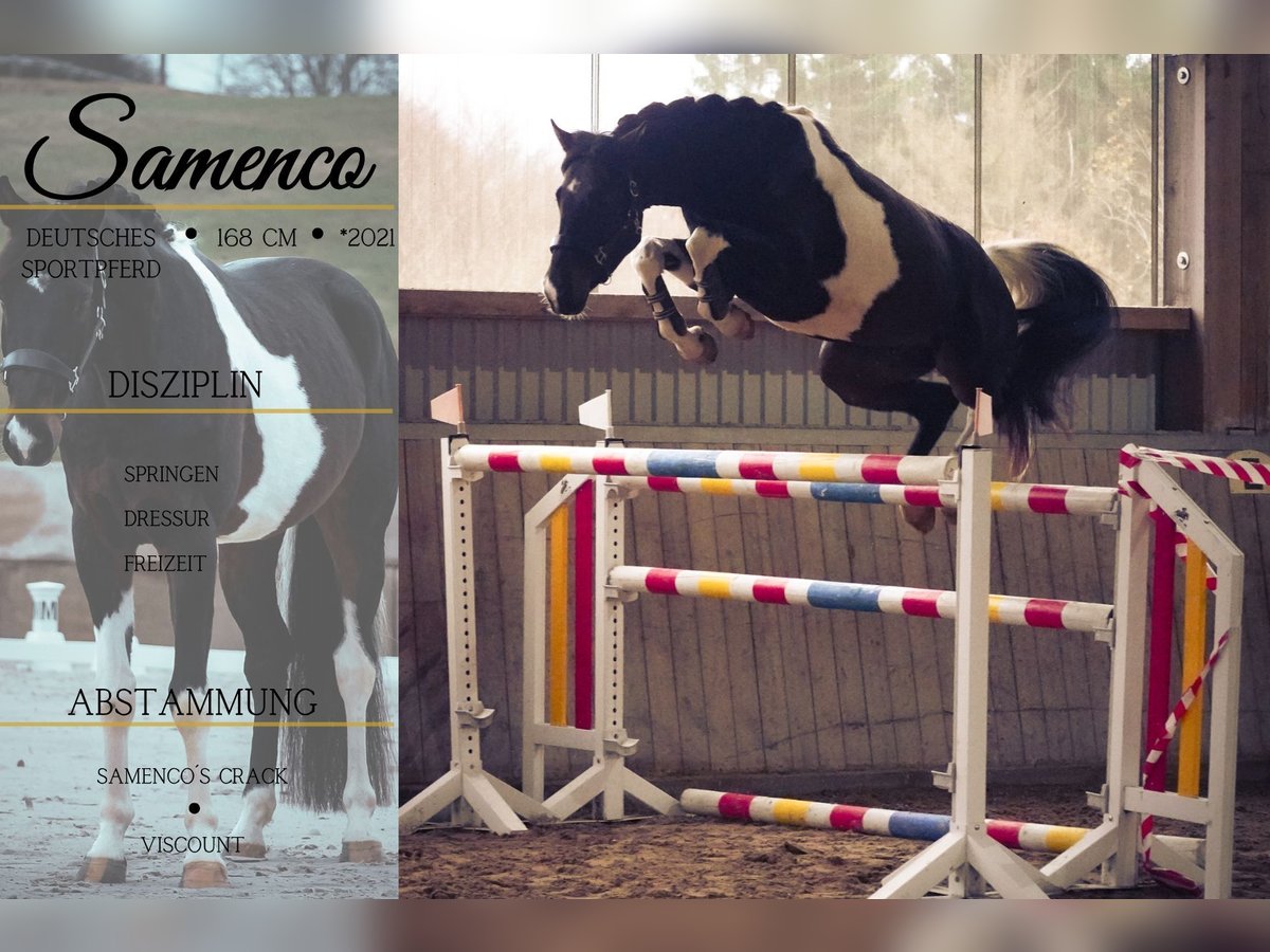 Cheval de sport allemand Hongre 4 Ans 168 cm Pinto in Nettersheim