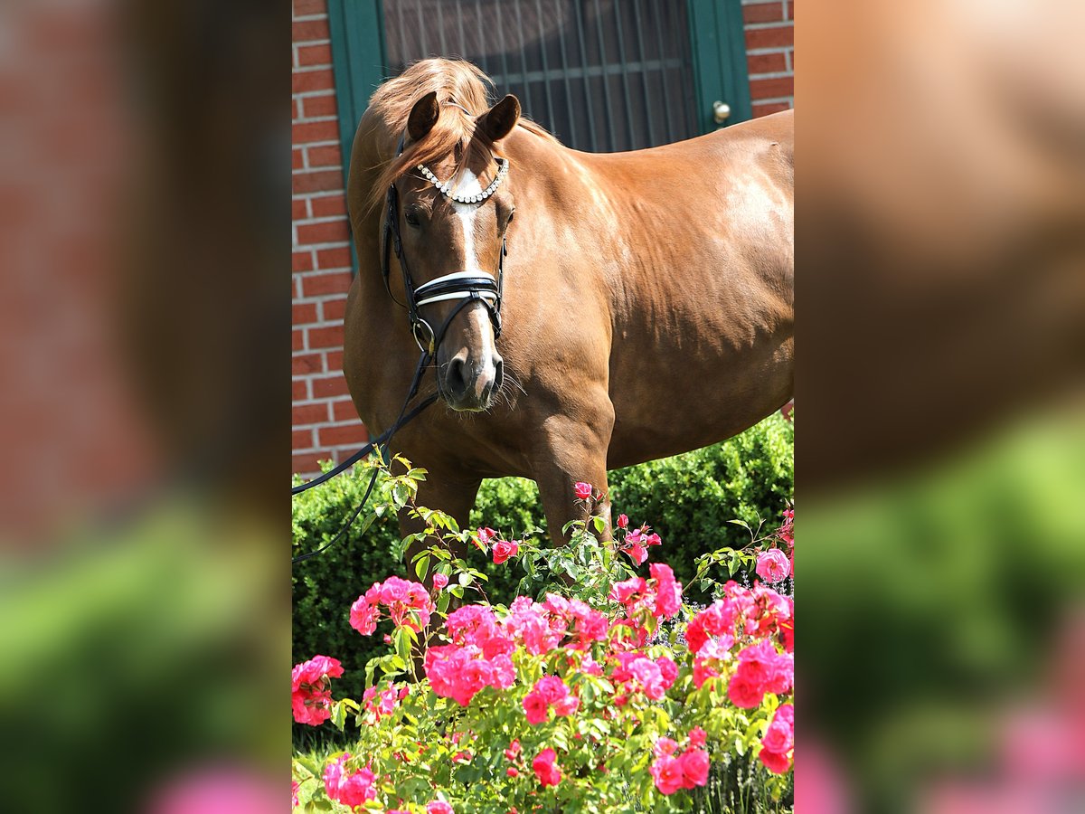 Cheval de sport allemand Hongre 4 Ans 169 cm Alezan in Rehburg-Loccum M&#xFC;nchehagen