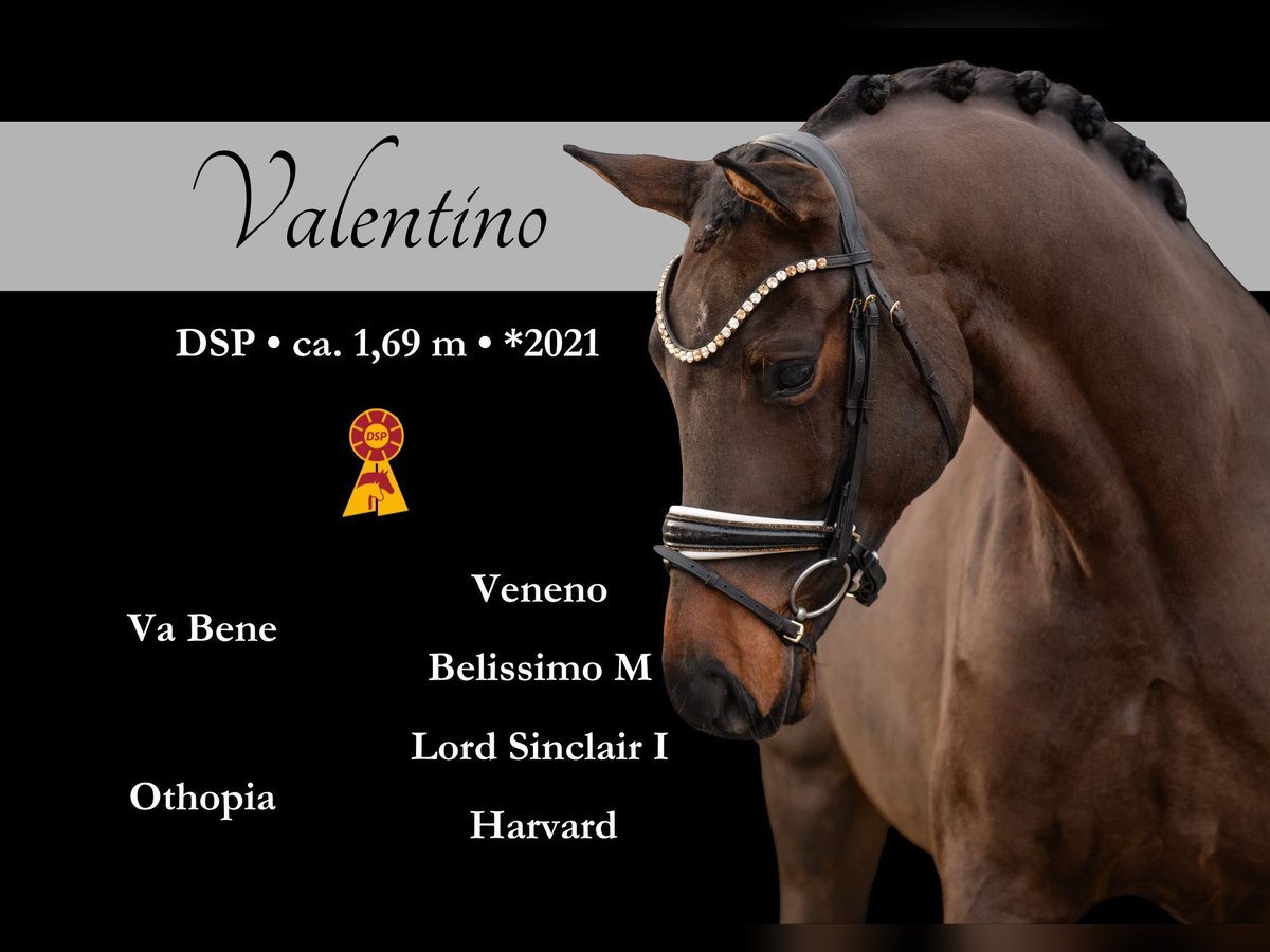 Cheval de sport allemand Hongre 4 Ans 169 cm Bai in Wehringen