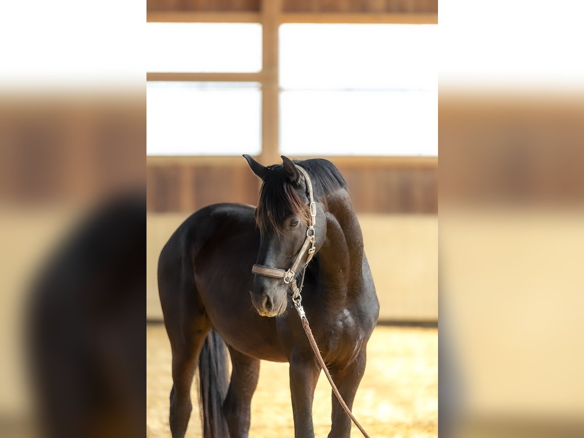 Cheval de sport allemand Hongre 4 Ans 170 cm Bai brun in Kraiburg am Inn
