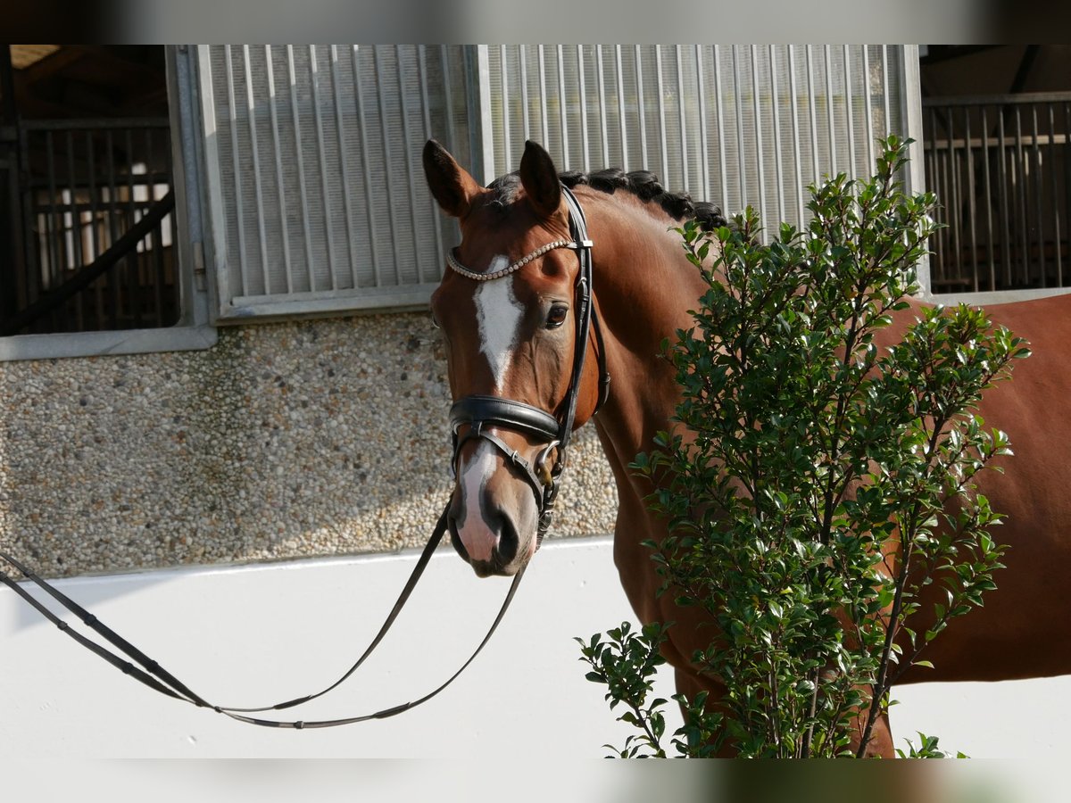 Cheval de sport allemand Hongre 4 Ans 170 cm Bai in Niederkirchen