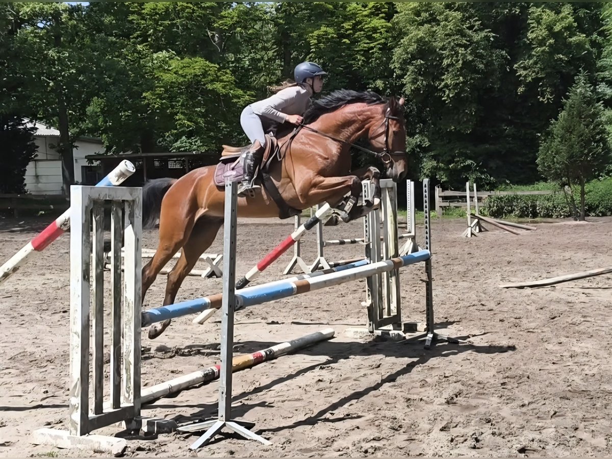 Cheval de sport allemand Hongre 4 Ans 170 cm Bai in Braunschweig