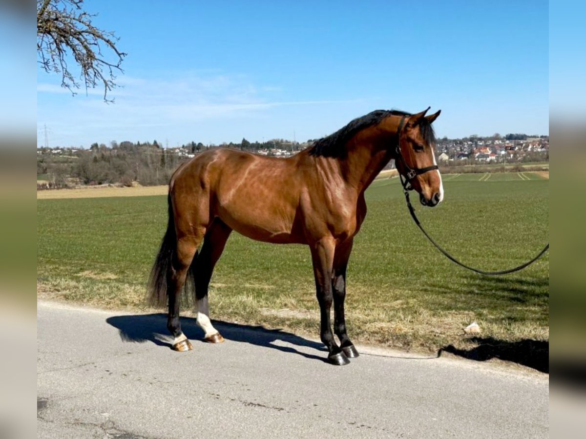 Cheval de sport allemand Hongre 4 Ans 170 cm Bai in Oberstadion