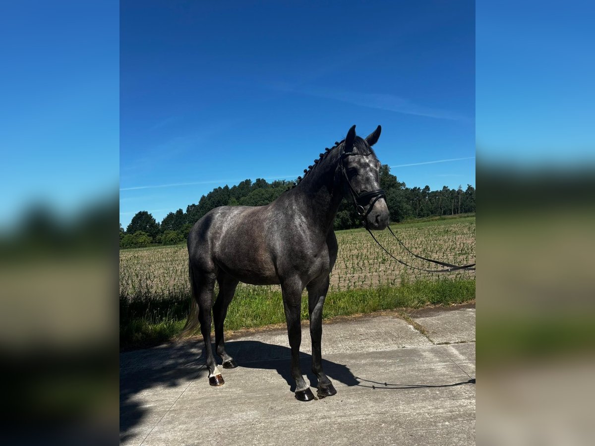 Cheval de sport allemand Hongre 4 Ans 170 cm Gris in Mieste