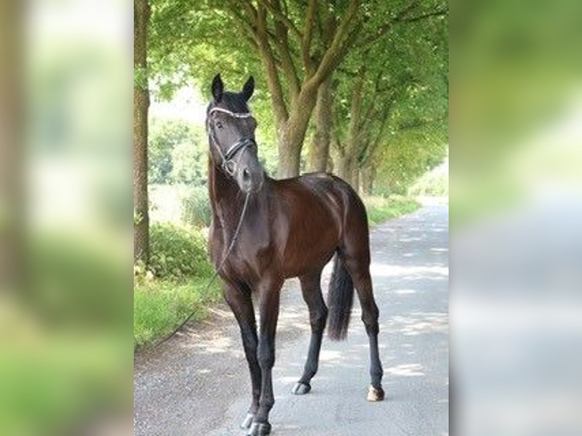 Cheval de sport allemand Hongre 4 Ans 170 cm Noir in L&#xFC;dinghausen