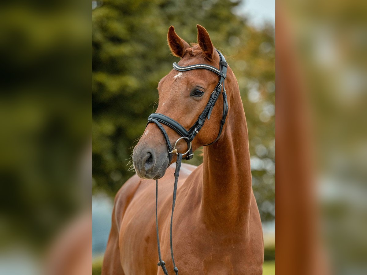 Cheval de sport allemand Hongre 4 Ans 172 cm Alezan brûlé in Gomadingen
