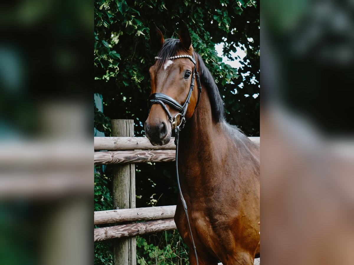 Cheval de sport allemand Hongre 4 Ans 172 cm Bai brun in Porta Westfalica