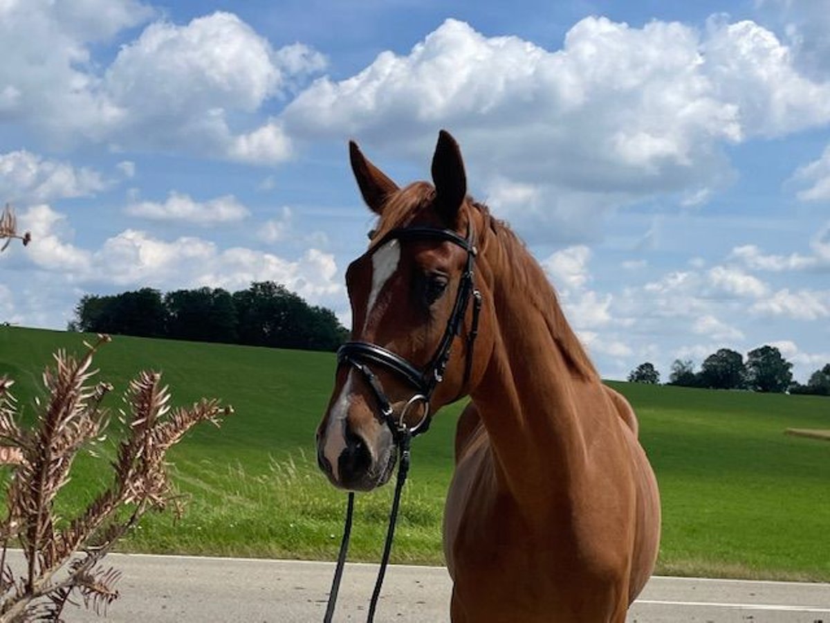 Cheval de sport allemand Hongre 4 Ans 173 cm Alezan in Drackenstein