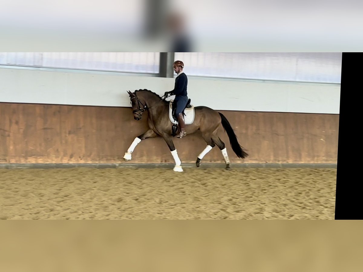 Cheval de sport allemand Hongre 4 Ans 173 cm Bai in Vechta