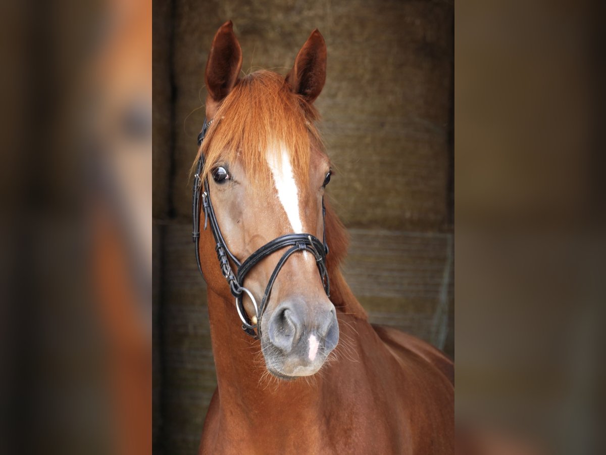 Cheval de sport allemand Hongre 4 Ans 175 cm Alezan in Landsberg