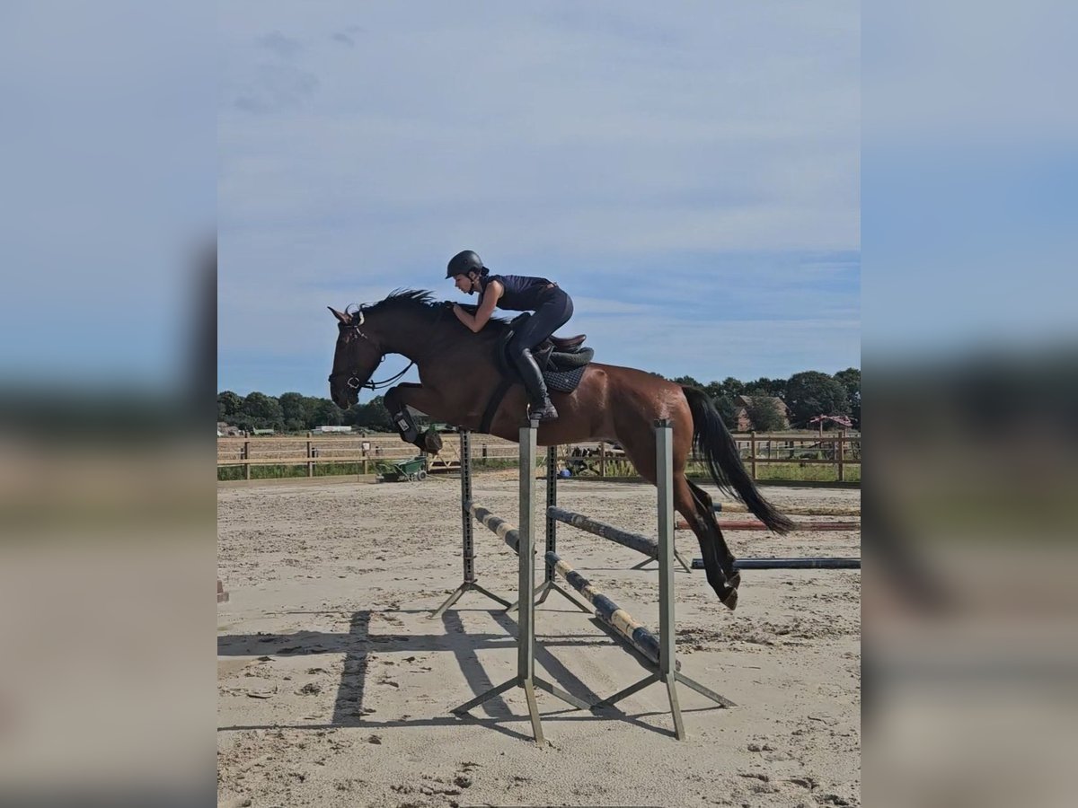 Cheval de sport allemand Hongre 4 Ans 176 cm Bai in Zernitz- Lohm