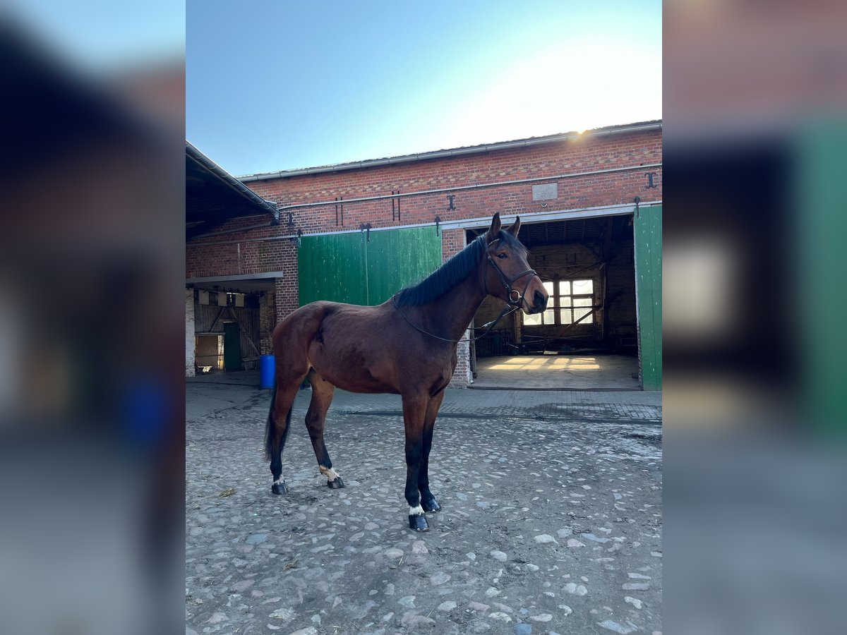 Cheval de sport allemand Hongre 4 Ans 184 cm Bai in Gardelegen