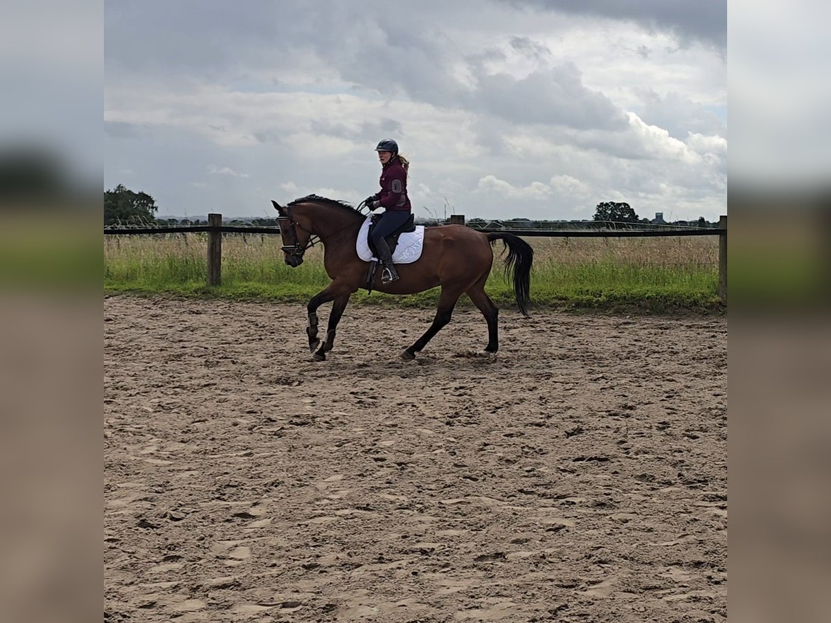 Cheval de sport allemand Hongre 5 Ans 160 cm Bai in Mülheim an der Ruhr