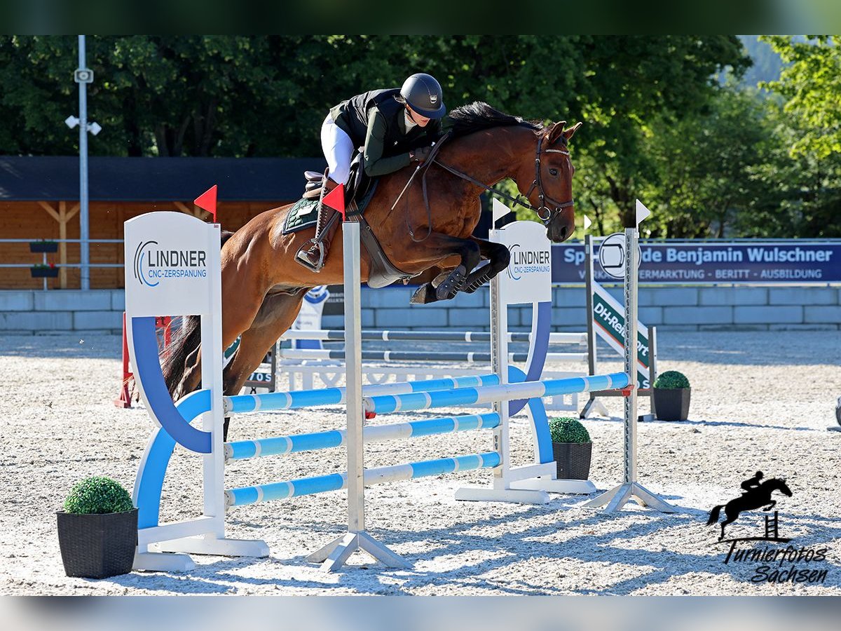 Cheval de sport allemand Hongre 5 Ans 162 cm Bai in Thalheim / Erzgebirge