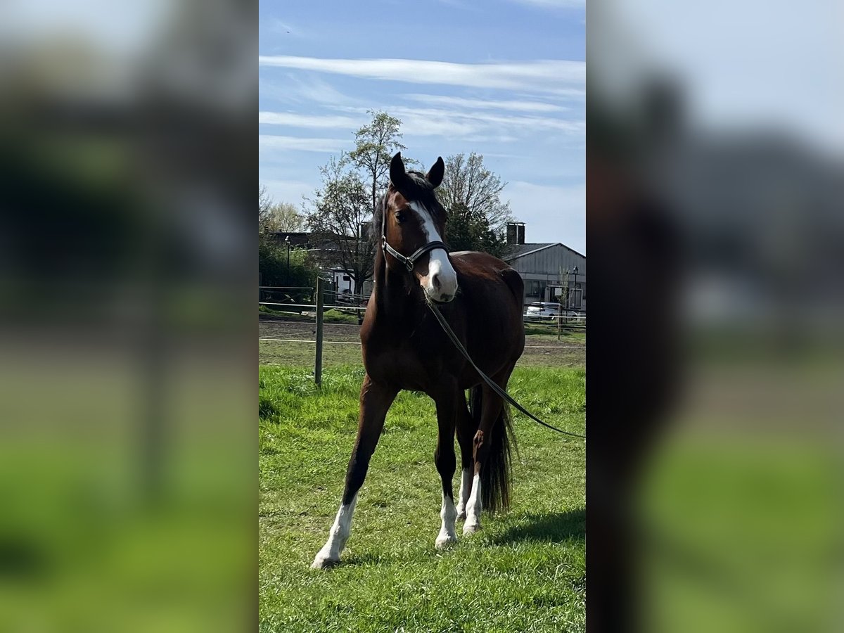 Cheval de sport allemand Hongre 5 Ans 163 cm Bai brun in Petersberg